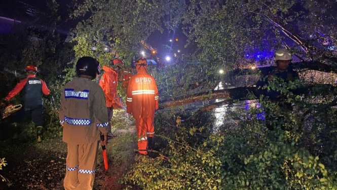 Pohon Asam roboh menimpa pengendara motor hingga meninggal.