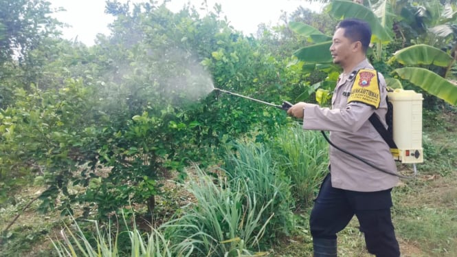 Babinkamtibmas semprot obat hama di Kebun Jeruk di Kebon Agung