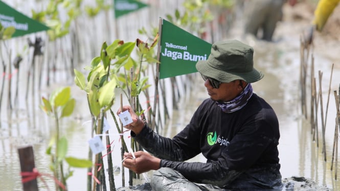 Penanaman Pohon Mangrove