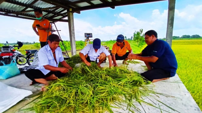 Petani Kediri mendapat pendampingan dari Dispertabun Kediri.