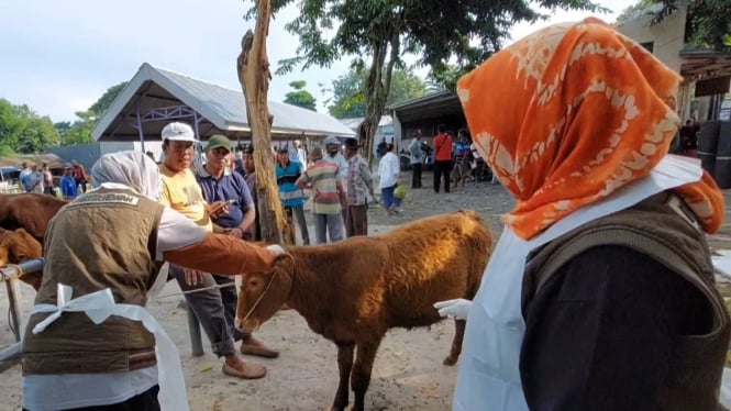 Petugas di Lamongan saat mengecek sapi di pasar