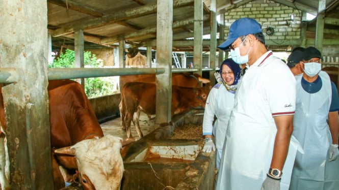 Bupati Lamongan Yuhronur Efendi meninjau peternakan sapi