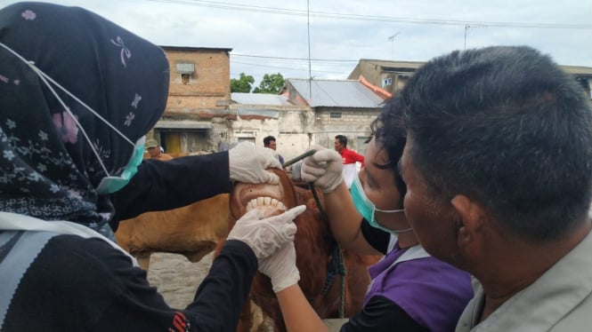 Petugas memeriksa kondisi hewan pastikan penyakit PMK.