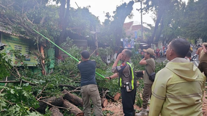 Aksi polisi evakuasi pohon tumbang di Mojokerto