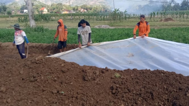 Lahan sawah padi hemat air di Sukorejo Tulungagung.