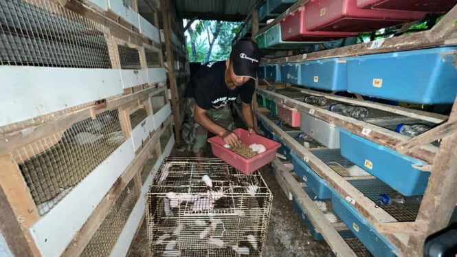 Agung Saputro, peternak tikus di Mojokerto