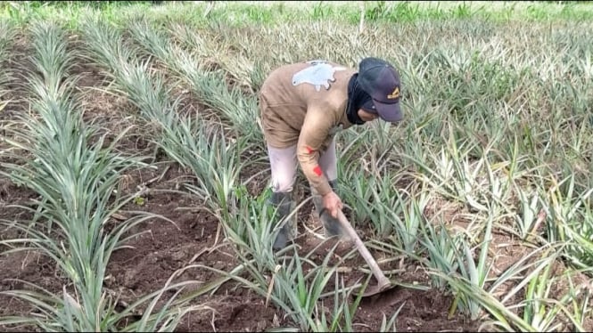 Petani Nanas di Kediri