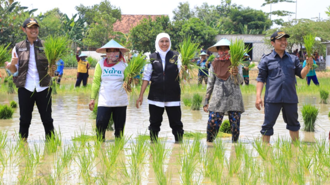 Gubernur Khofifah bersama petani menanam padi
