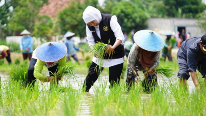 Khofifah Indar Parawansa saat tanam padi serentak