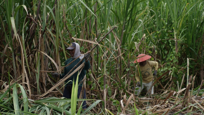 Aktivitas petani tebu di kebun tebu