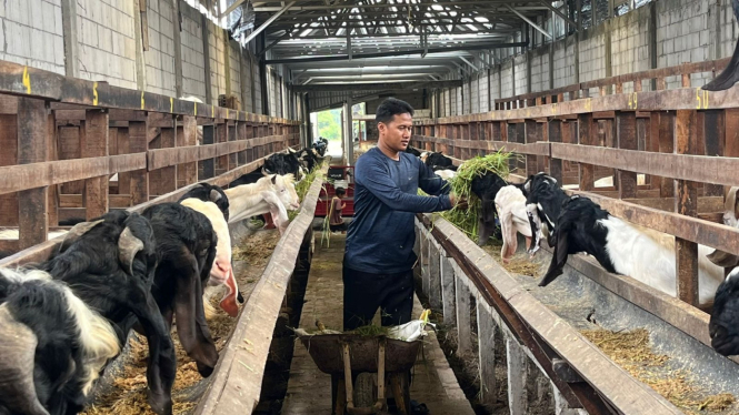 Peternak Kambing di Mojokerto
