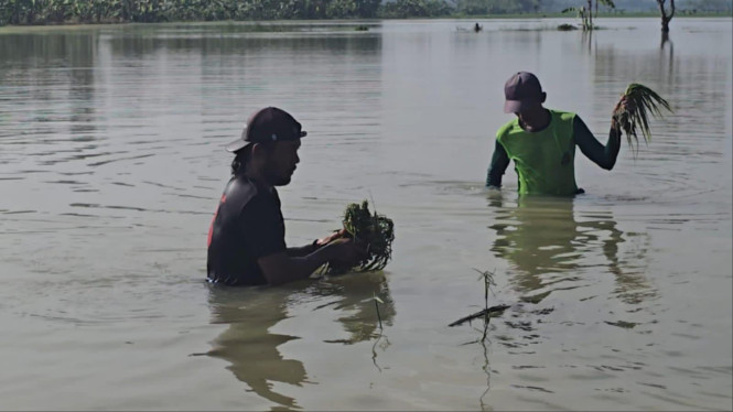 Petani saat mencabut padi yang terendam air