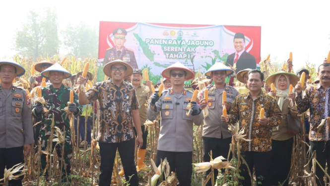 Panen Raya Jagung Tahap II.