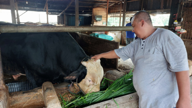 Sapi kurban milik Presiden Prabowo Subianto