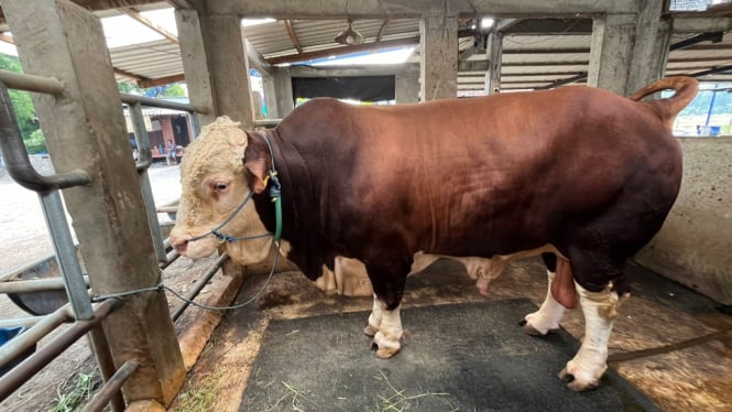 Mas Bro, sapi kurban dari Prabowo Subianto di Mojokerto