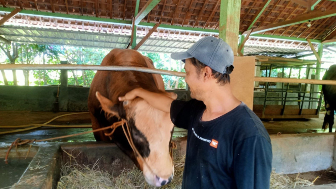 Sapi jenis limosin yang dibeli Presiden Prabowo.