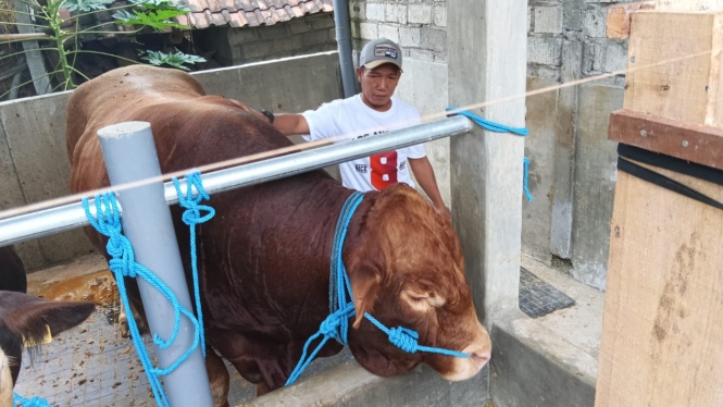 Sapi Bejo 1,05 ton milik Presiden Prabowo
