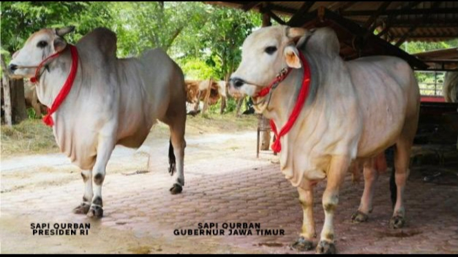 Sapi Lokal Peranakan Ongloe (PO)