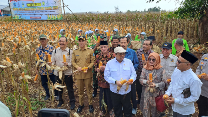 Ketua BPJPH saat panen jagung di Lamongan.