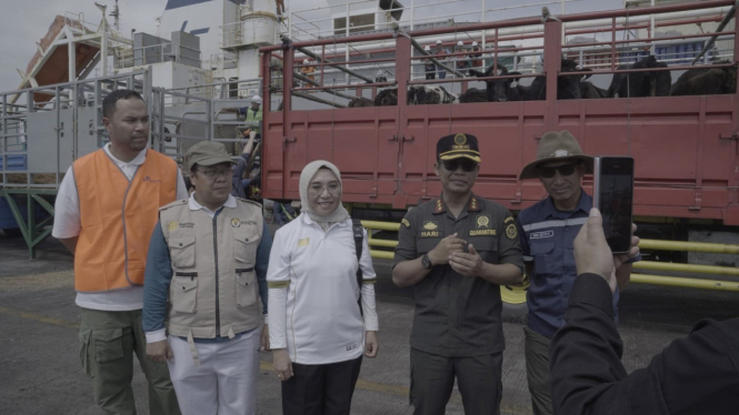 Proses kedatangan sapi impor