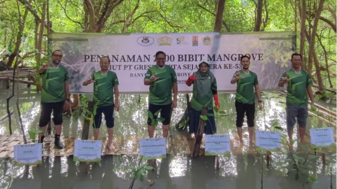 Gresik Cipta Sejahtera tanam 2.000 bibit mangrove
