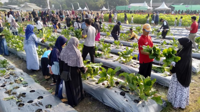 Warga Gresik saat petik buah dan sayur segar di Buncop di PAE 2025.