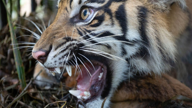 Harimau Sumatera.