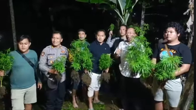 Polisi menemukan ladang ganja di Blitar.