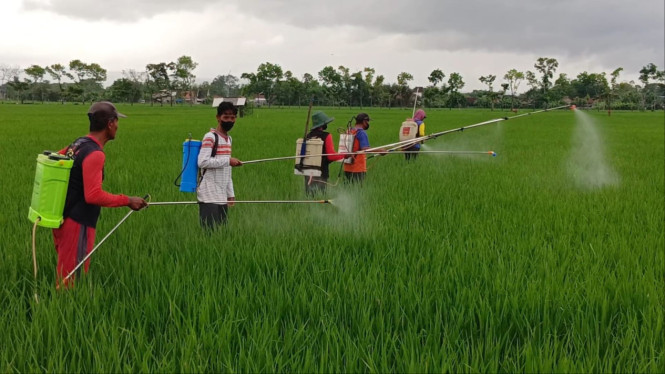 Petani Menyemprotkan Pestisida ke Tanaman Padi.