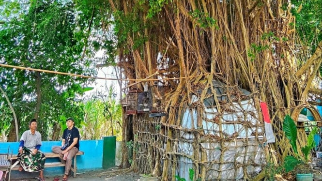 Jalal dan rumah beringinnya di Sidoarjo.