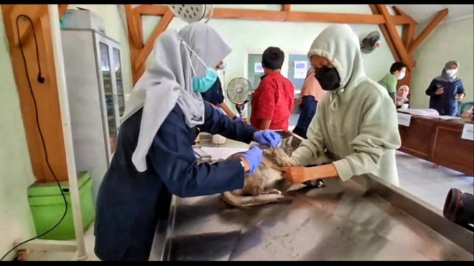 Vaksinasi Rabies oleh Dispaperta Sidoarjo.
