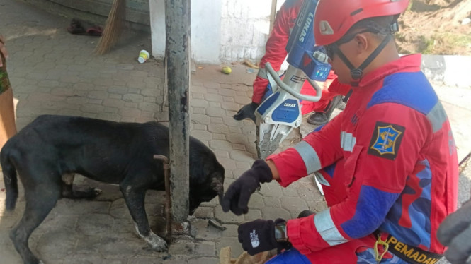 Petugas Damkar Surabaya menyelamatkan anjing yang terjepit.
