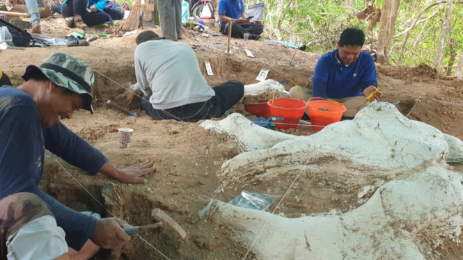 Temuan fosil gajah purba di Hutan Tritik, Kabupaten Nganjuk.