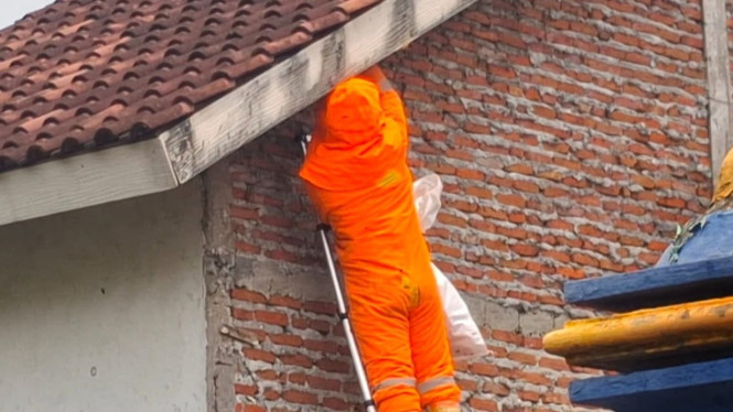 Petugas Damkar dan BPBD Sidoarjo mengevakuasi sarang tawon vespa.
