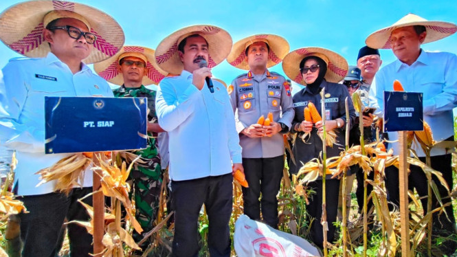 Menteri Imipas Agus Andrianto panen raya jagung di Sidoarjo.