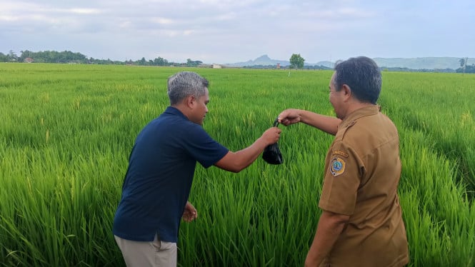 Uji kandungan tanah sawah di Tulungagung.
