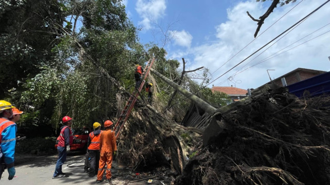Pohon beringin tumbang di Malang.