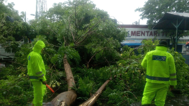 Pohon tumbang usia diterpa angin kencang