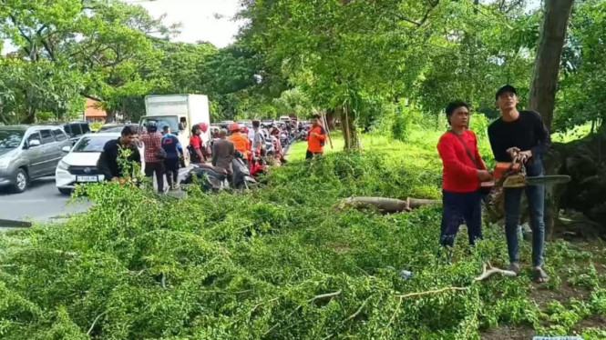 Petugas BPBD Surabaya memotong pohon tumbang.