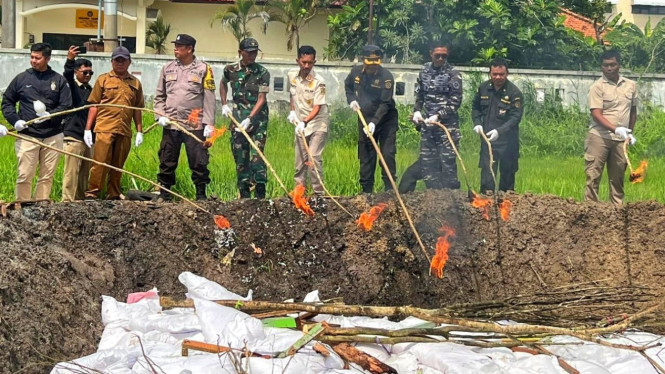 Pemusnahan komoditas pertanian impor ilegal.