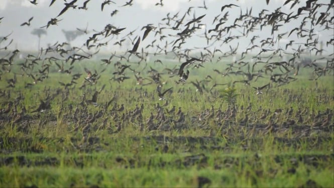 Migrasi Ribuan Burung Terik Asia