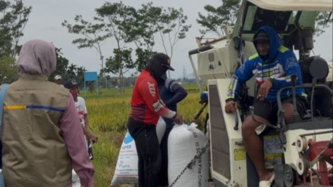 Penyerapan Bulog ke petani Tulungagung
