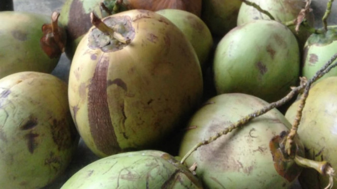 Kelapa muda