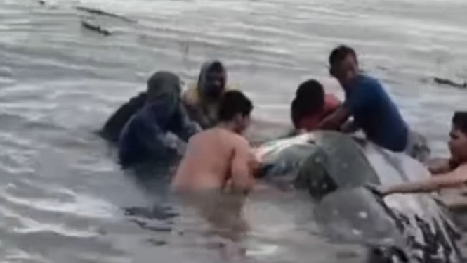 Nelayan saat menolong hiu terdampar di laut Lamongan.