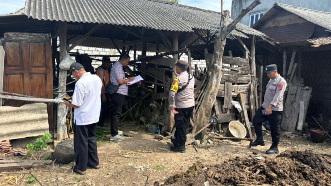 Polisi mendatangi kandang sapi yang hilang.