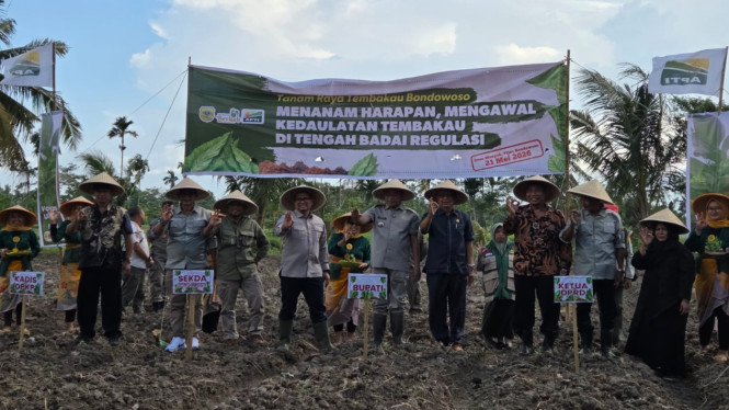 Tanam Raya yang diikuti Bupati Bondowoso Abdul Hamid Wahid bersama ratuan petani tembakau di Punjer.