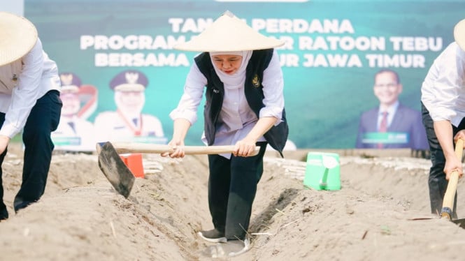 Gubernur Jatim Khofifah Indar Parawansa memimpin kegiatan tanam perdana dan bongkar ratoon tebu di Kabupaten Kediri.