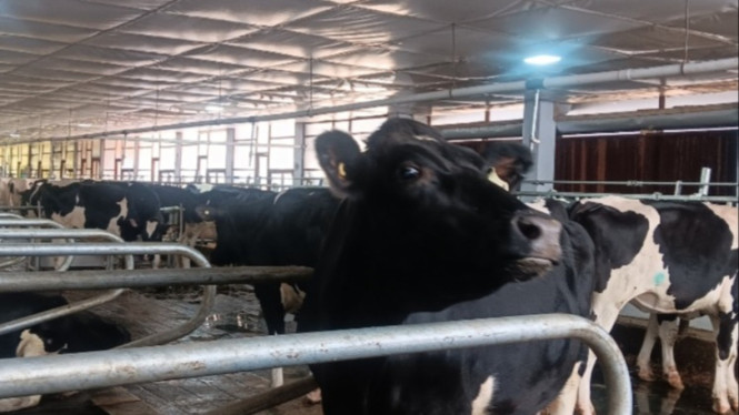 Peternakan sapi perah mitra Nestle Indonesia di Pasuruan dengan sistem Closed Barn.