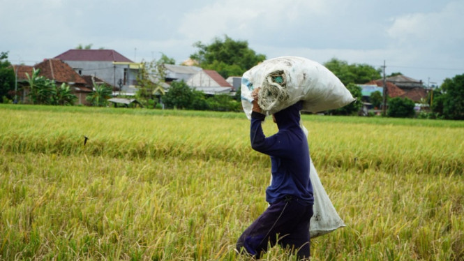 Petani di Jawa Timur mengangkat hasil panen gabah.