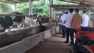 Dua Desa di Batang Manfaatkan Kotoran Sapi Perah untuk Biogas, Kandidat Desa Mandiri Energi Jateng